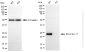 KO Validated Anti-BCL2 Like 11 Rabbit Monoclonal Antibody