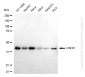 KO Validated Anti-CREB1 Mouse Monoclonal Antibody