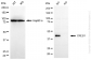 KO Validated Anti-CREB1 Mouse Monoclonal Antibody