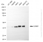 KO Validated Anti-CAMK1 Rabbit Monoclonal Antibody