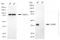 KO Validated Anti-CAMK1 Rabbit Monoclonal Antibody