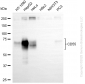 KO-Validated Anti-CD55 Rabbit Monoclonal Antibody