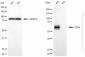 KO-Validated Anti-CD55 Rabbit Monoclonal Antibody