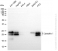 KO-Validated Anti-Caveolin 1 Rabbit Monoclonal Antibody