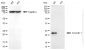 KO-Validated Anti-Caveolin 1 Rabbit Monoclonal Antibody