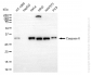 KO-Validated Anti-Caspase 6 Rabbit Monoclonal Antibody