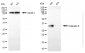 KO-Validated Anti-Caspase 6 Rabbit Monoclonal Antibody