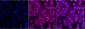 KO-Validated Anti-SMN1 Rabbit Monoclonal Antibody