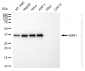 KO-Validated Anti-SMN1 Rabbit Monoclonal Antibody