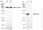 KO-Validated Anti-SMN1 Rabbit Monoclonal Antibody