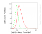 KO-Validated Anti-GAPDH Mouse Monoclonal Antibody