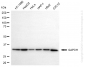 KO-Validated Anti-GAPDH Mouse Monoclonal Antibody