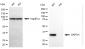 KO-Validated Anti-GAPDH Mouse Monoclonal Antibody
