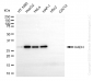 KO-Validated Anti-HADH Mouse Monoclonal Antibody