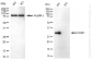 KO-Validated Anti-HADH Mouse Monoclonal Antibody