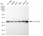 KO-Validated Anti-14-3-3 alpha/beta Rabbit Monoclonal Antibody