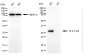 KO-Validated Anti-14-3-3 alpha/beta Rabbit Monoclonal Antibody