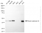 KO-Validated Anti-Nudix Hydrolase 19 Rabbit Monoclonal Antibody