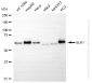 KO-Validated Anti-ETS Transcription Factor ELK1 Rabbit Monoclonal Antibody