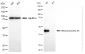 KO-Validated Anti-Ribosomal Protein SA Rabbit Monoclonal Antibody