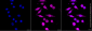 KO-Validated Anti-Endonuclease G Rabbit Monoclonal Antibody