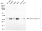 KO-Validated Anti-Endonuclease G Rabbit Monoclonal Antibody