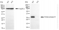 KO-Validated Anti-Endonuclease G Rabbit Monoclonal Antibody