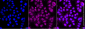 KO-Validated Anti-GSTO1 Rabbit Monoclonal Antibody