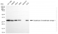 KO-Validated Anti-GSTO1 Rabbit Monoclonal Antibody
