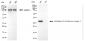 KO-Validated Anti-GSTO1 Rabbit Monoclonal Antibody