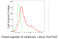 KO-Validated Anti-Protein Regulator Of Cytokinesis 1 Rabbit Monoclonal Antibody