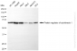 KO-Validated Anti-Protein Regulator Of Cytokinesis 1 Rabbit Monoclonal Antibody