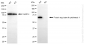 KO-Validated Anti-Protein Regulator Of Cytokinesis 1 Rabbit Monoclonal Antibody