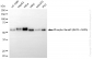 KO-Validated Anti-Phospho-Smad3 (S423 + S425) Rabbit Monoclonal Antibody