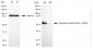 KO-Validated Anti-Phospho-Smad3 (S423 + S425) Rabbit Monoclonal Antibody