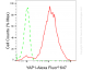 KO-Validated Anti-YAP1 Rabbit Monoclonal Antibody