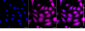 KO-Validated Anti-YAP1 Rabbit Monoclonal Antibody