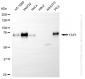 KO-Validated Anti-YAP1 Rabbit Monoclonal Antibody