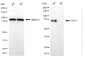KO-Validated Anti-YAP1 Rabbit Monoclonal Antibody