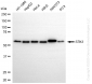 KO-Validated Anti-Serine/Threonine Kinase 3 Rabbit Monoclonal Antibody