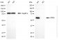 KO-Validated Anti-Serine/Threonine Kinase 3 Rabbit Monoclonal Antibody