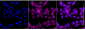 KO-Validated Anti-Phospho-YAP1 (S127) Rabbit Monoclonal Antibody