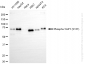 KO-Validated Anti-Phospho-YAP1 (S127) Rabbit Monoclonal Antibody