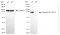 KO-Validated Anti-Phospho-YAP1 (S127) Rabbit Monoclonal Antibody