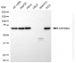 KO-Validated Anti-EIF2AK2 Rabbit Monoclonal Antibody