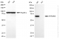 KO-Validated Anti-EIF2AK2 Rabbit Monoclonal Antibody