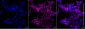KO-Validated Anti-ROCK1 Rabbit Monoclonal Antibody