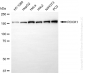 KO-Validated Anti-ROCK1 Rabbit Monoclonal Antibody