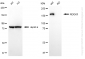 KO-Validated Anti-ROCK1 Rabbit Monoclonal Antibody