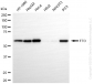 KO-Validated Anti-FTO Rabbit Monoclonal Antibody